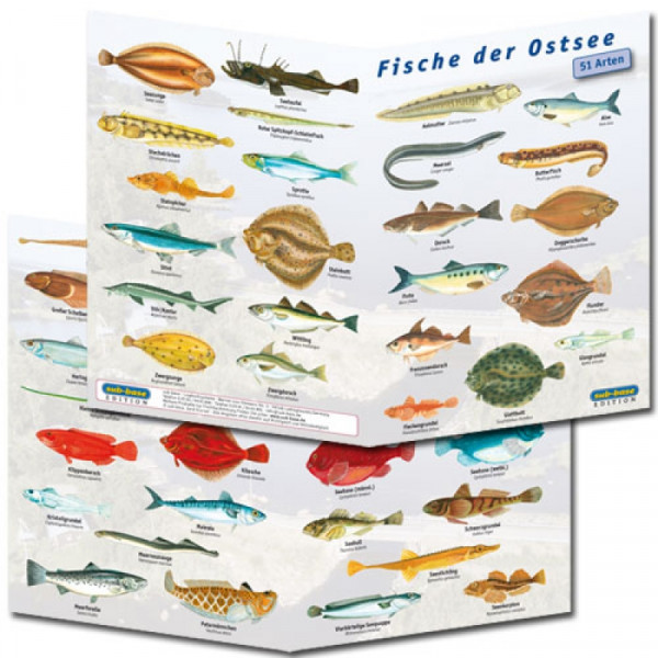 Fischfaltblatt Ostsee